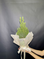 Новогодняя ель Коника Пицея 55 см в горшке