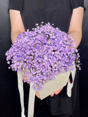 Лавандовая пушистая гипсофила