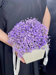 Лавандовая пушистая гипсофила