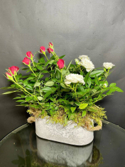 Сказка Кая и Герды. Две кустовые розы в грунте в керамическом кашпо