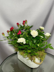 Сказка Кая и Герды. Две кустовые розы в грунте в керамическом кашпо