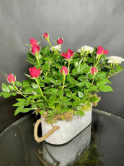 Сказка Кая и Герды. Две кустовые розы в грунте в керамическом кашпо