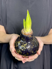 Зимний цветок Луковица амариллиса в воске черном с золотом