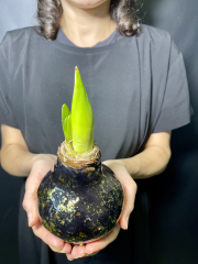 Зимний цветок Луковица амариллиса в воске черном с золотом