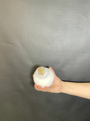 Живой белый амариллис луковица в воске. Красивый цветок для интерьера зацветет